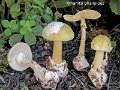 Amanita phalloides-amf223
